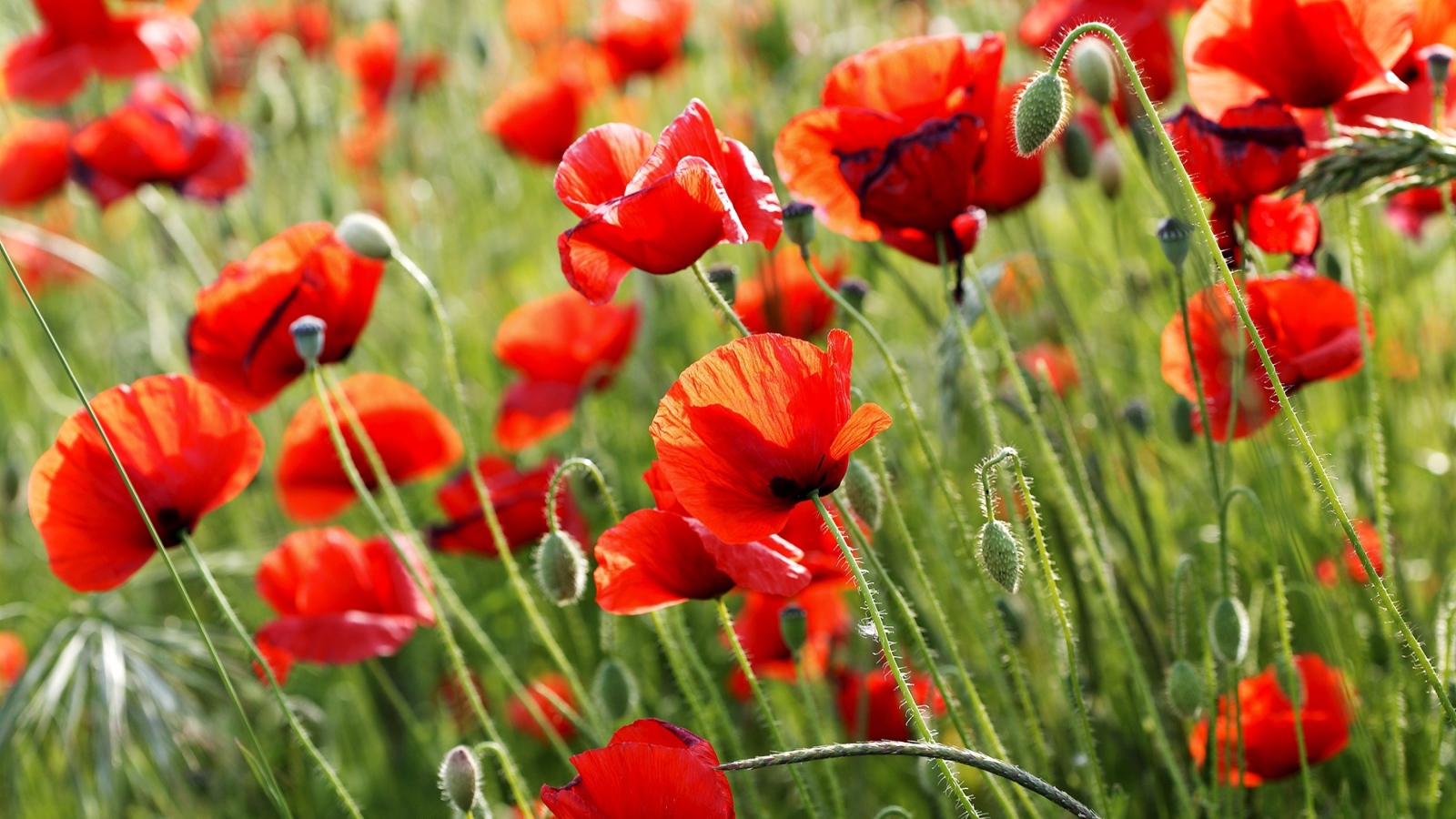 Красные полевые маки летом крупным планом