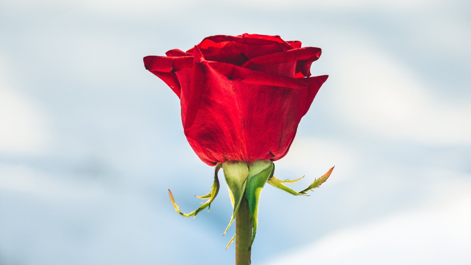 Красная роза вставлена в снег