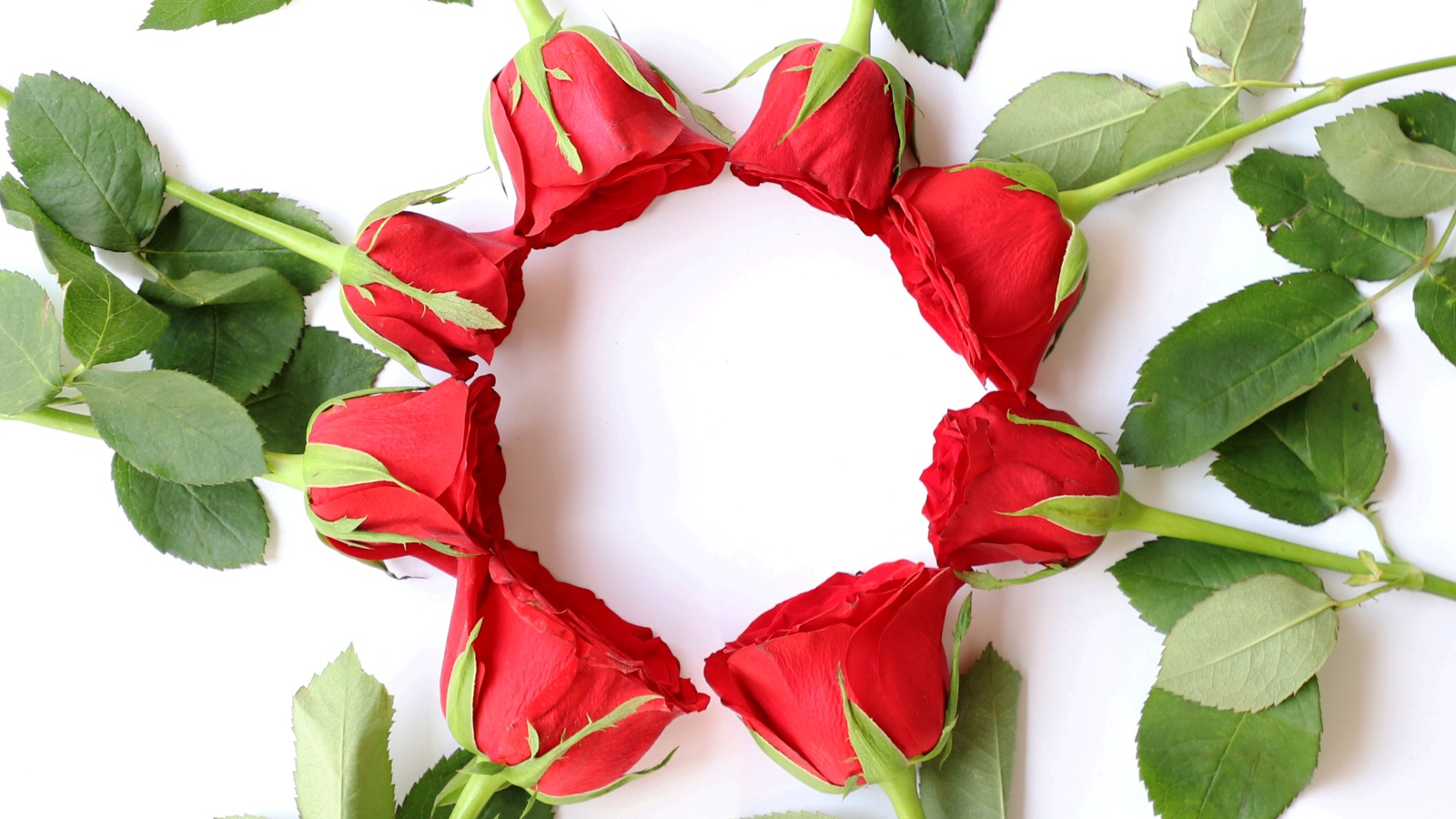 Красные розы с зелеными листьями на белом фоне