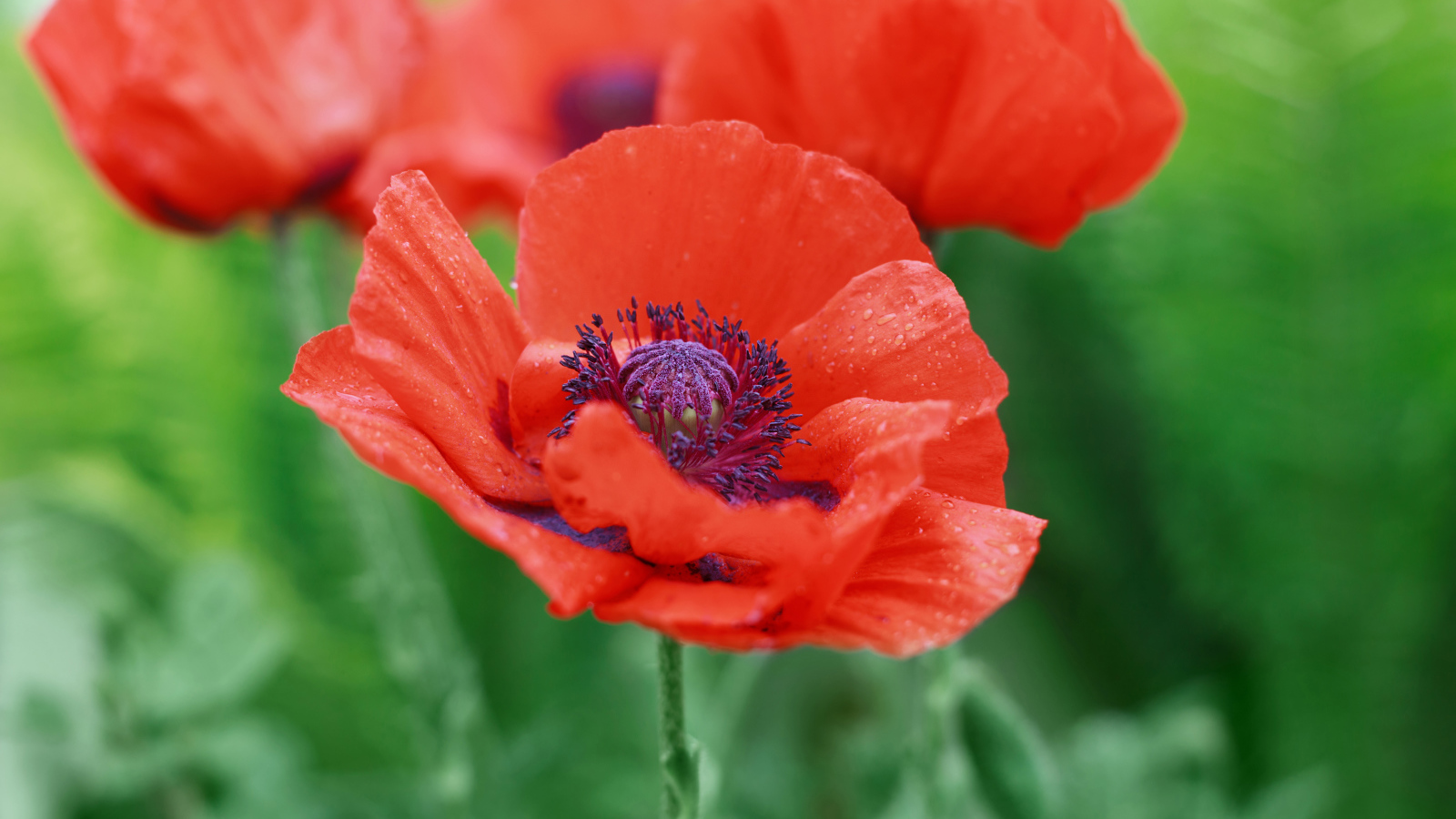 Красные летние красивые маки на зеленом фоне