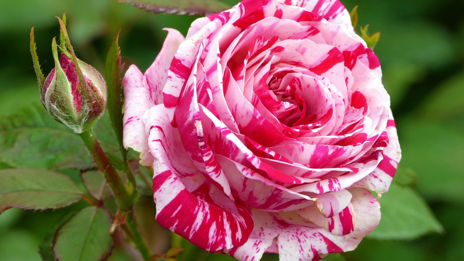 Роза с красивой расцветкой с бутоном