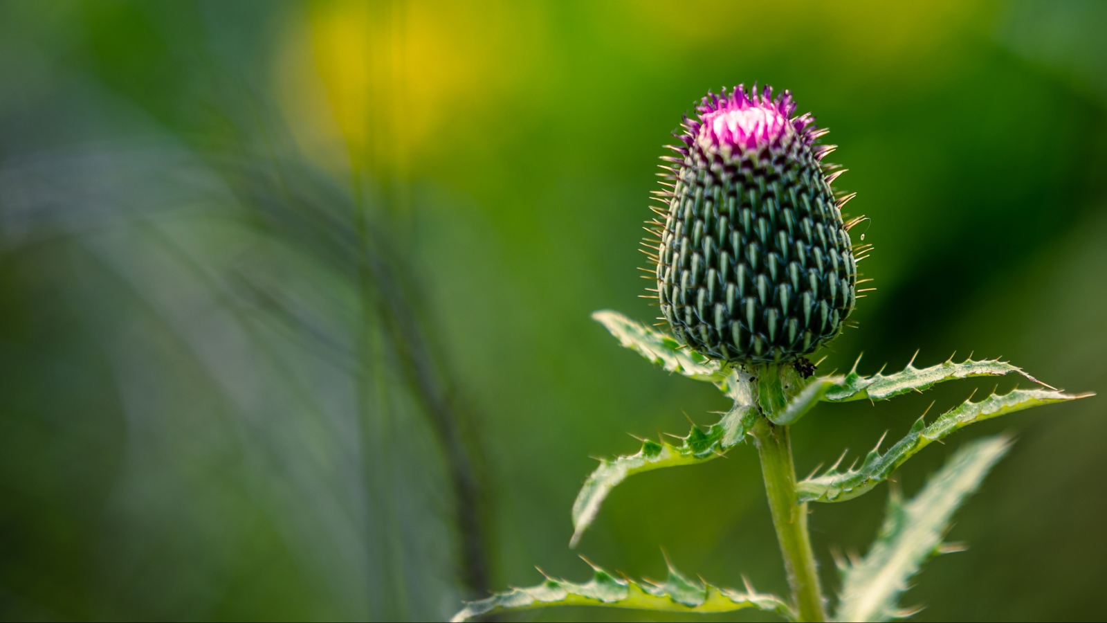 Нераспустившийся цветок чертополоха на зеленом фоне
