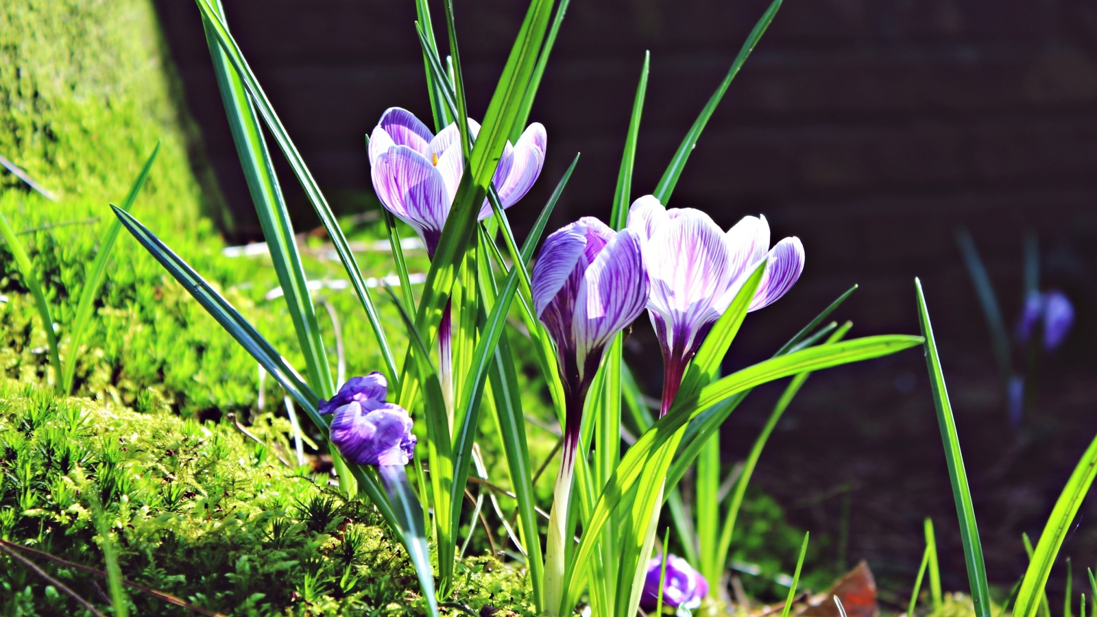 Первые весенние цветы крокусы в лучах солнца