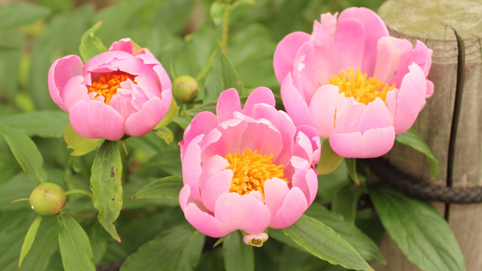 Три розовых цветка пиона