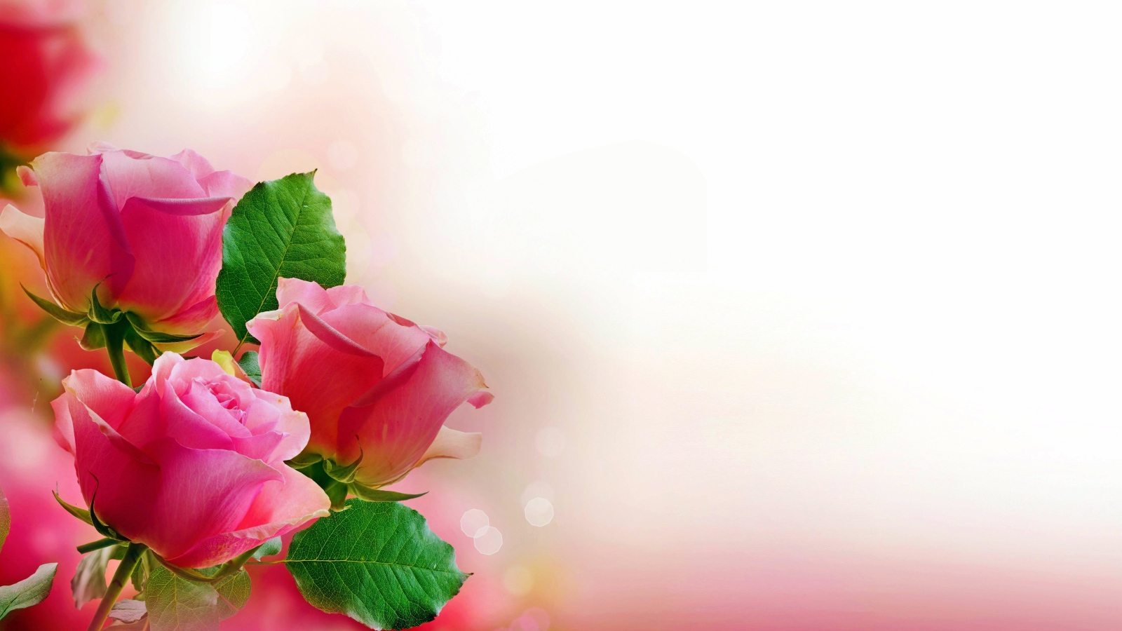 Три розовых розы, шаблон для открытки 