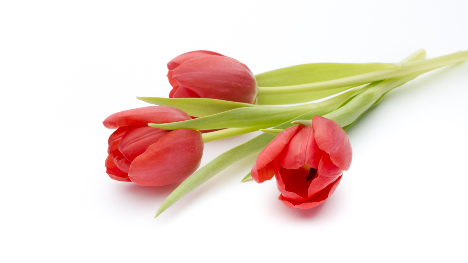 Три красных тюльпана на белом фоне
