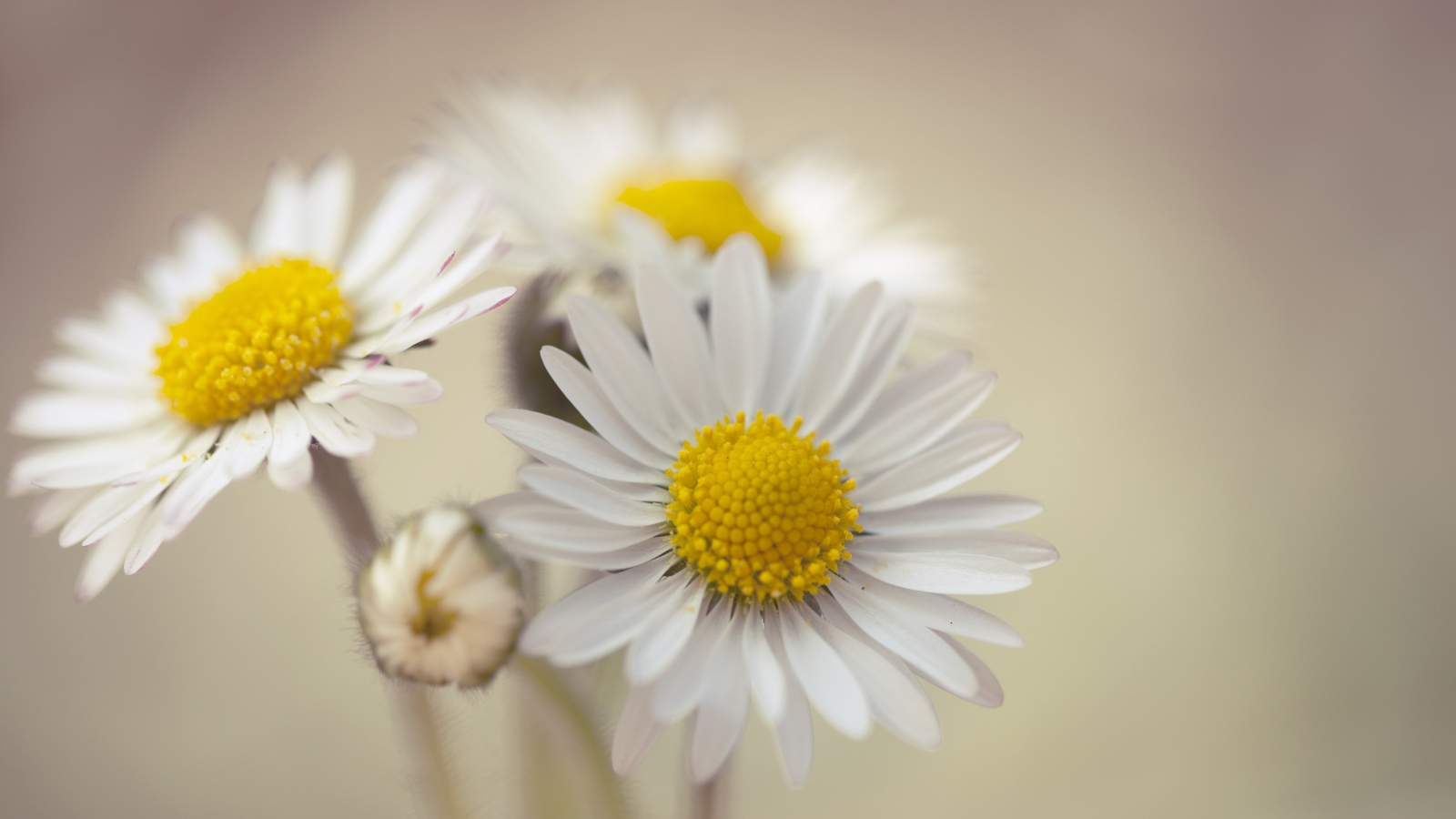 Три белые ромашки крупным планом