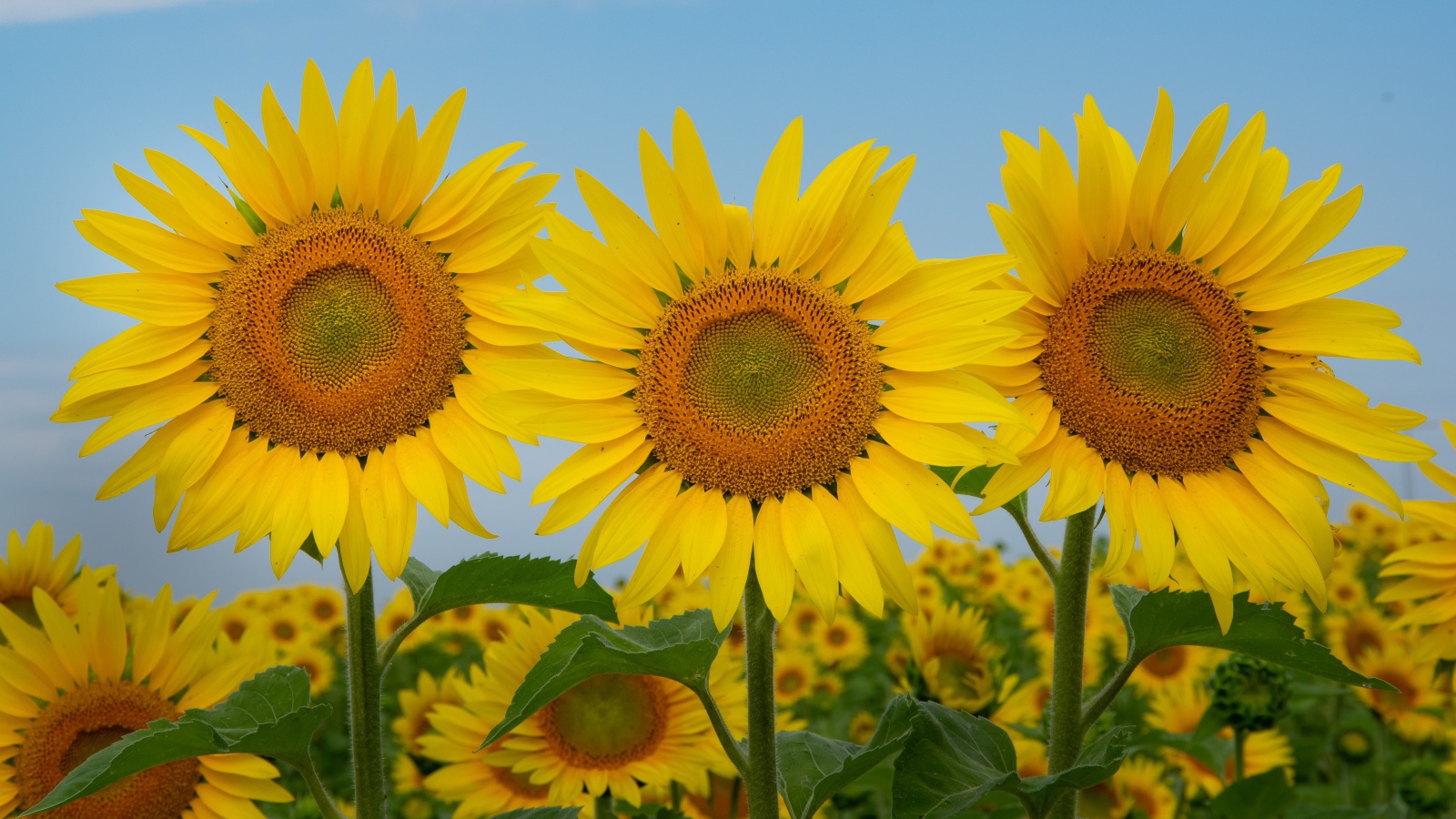 Три желтых цветущих подсолнуха под голубым небом крупным планом