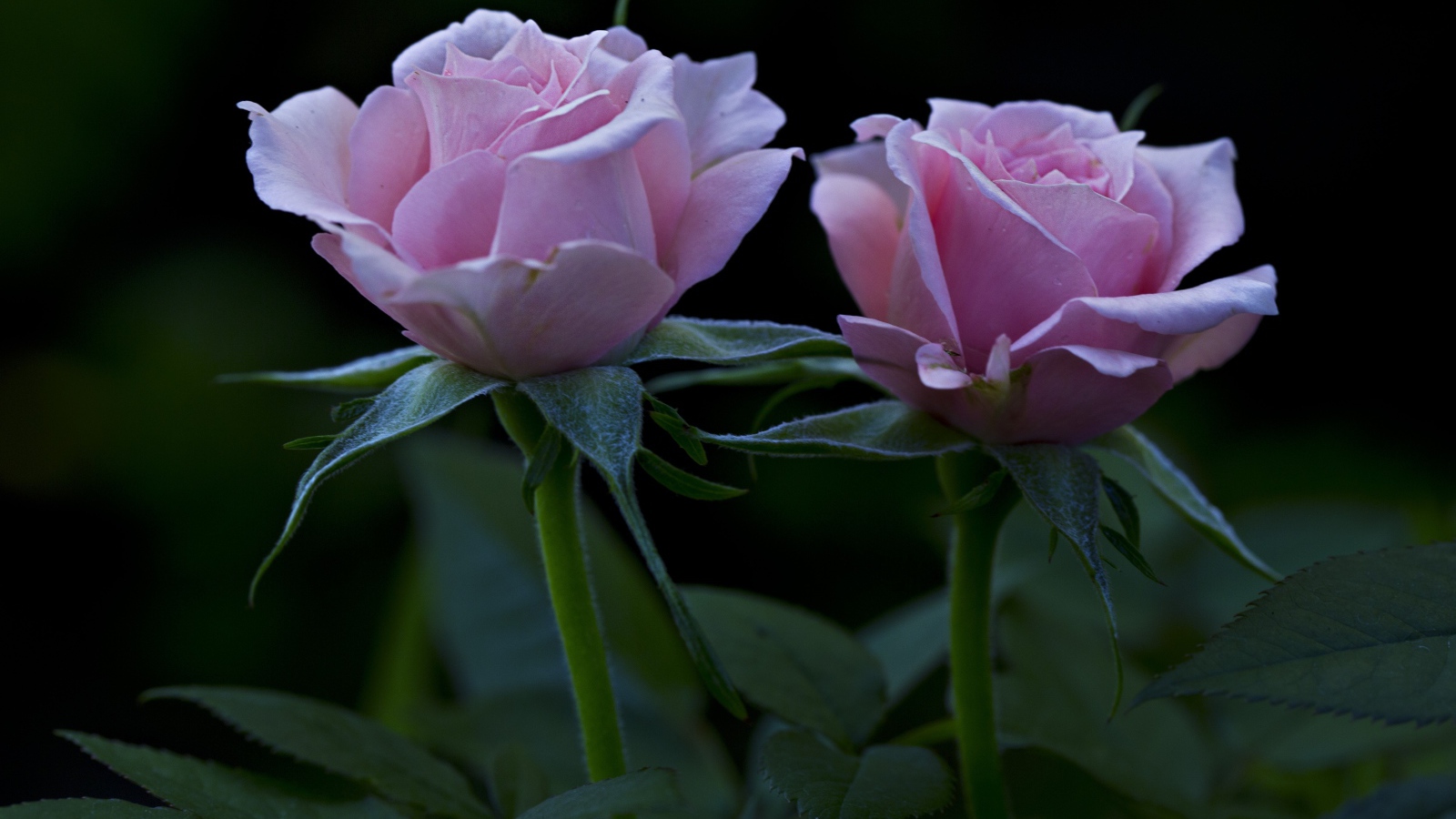 Две красивых розовых розы на клумбе