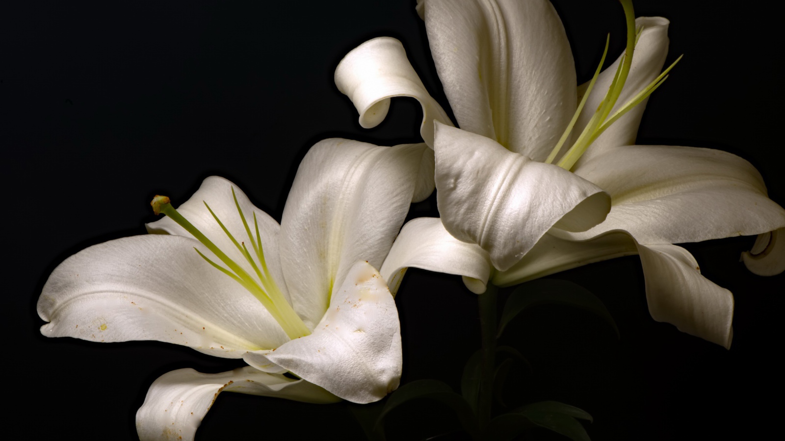 Две красивые белые лилии на черном фоне