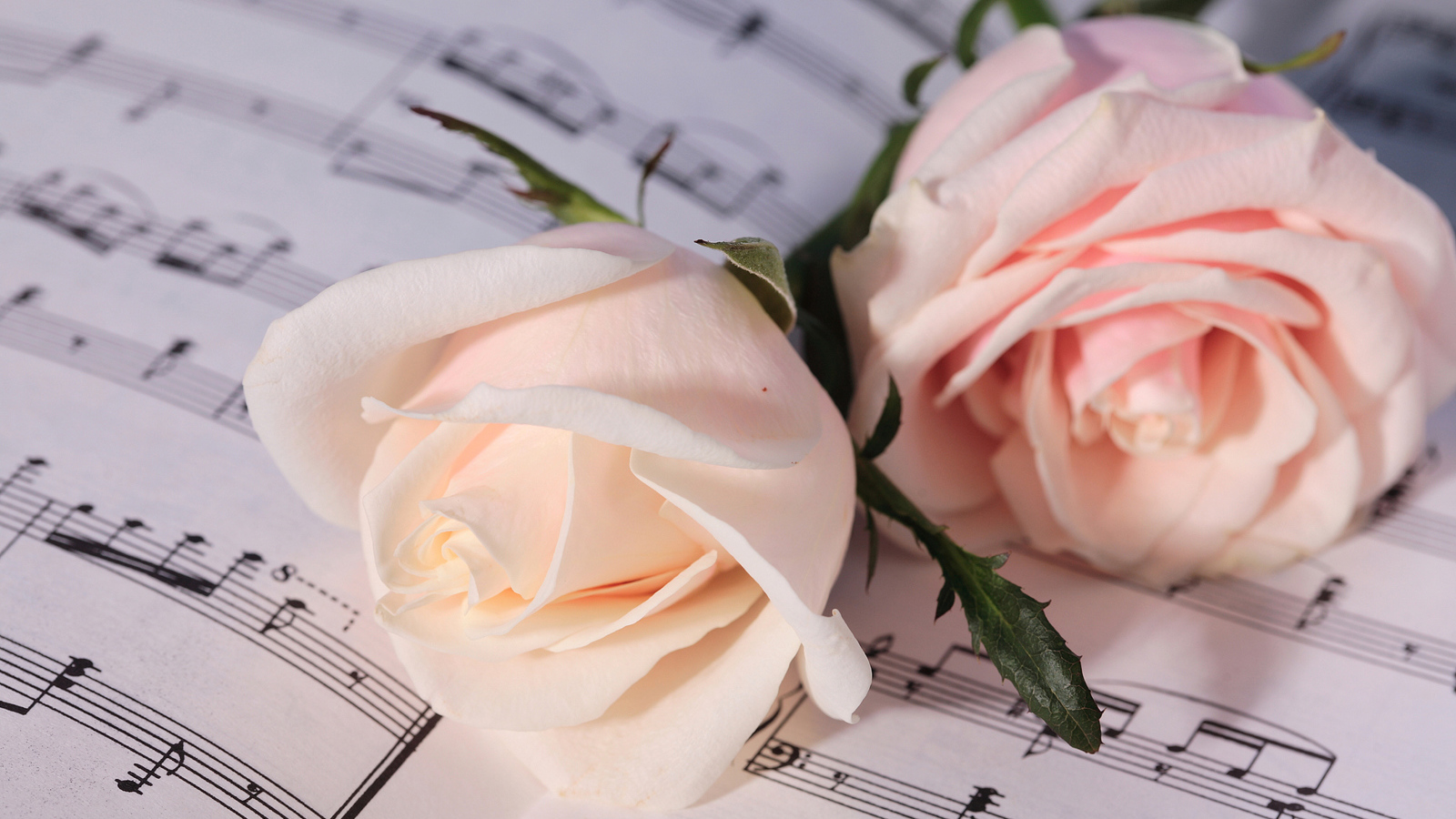 Две нежные розовые розы лежат на нотах 