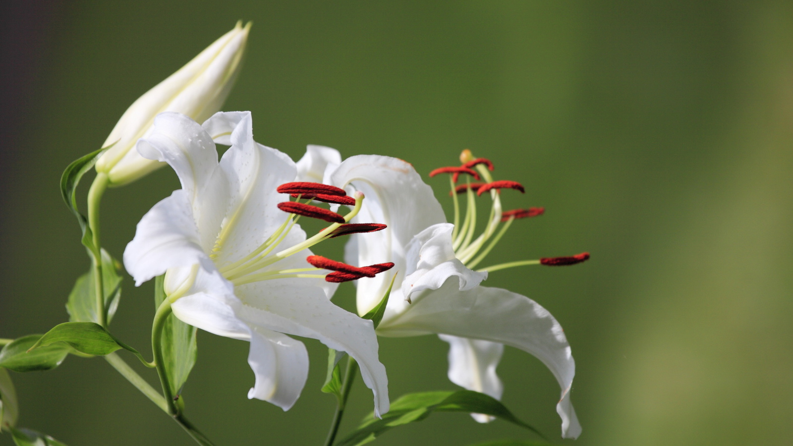 Две нежные белые лилии с бутоном