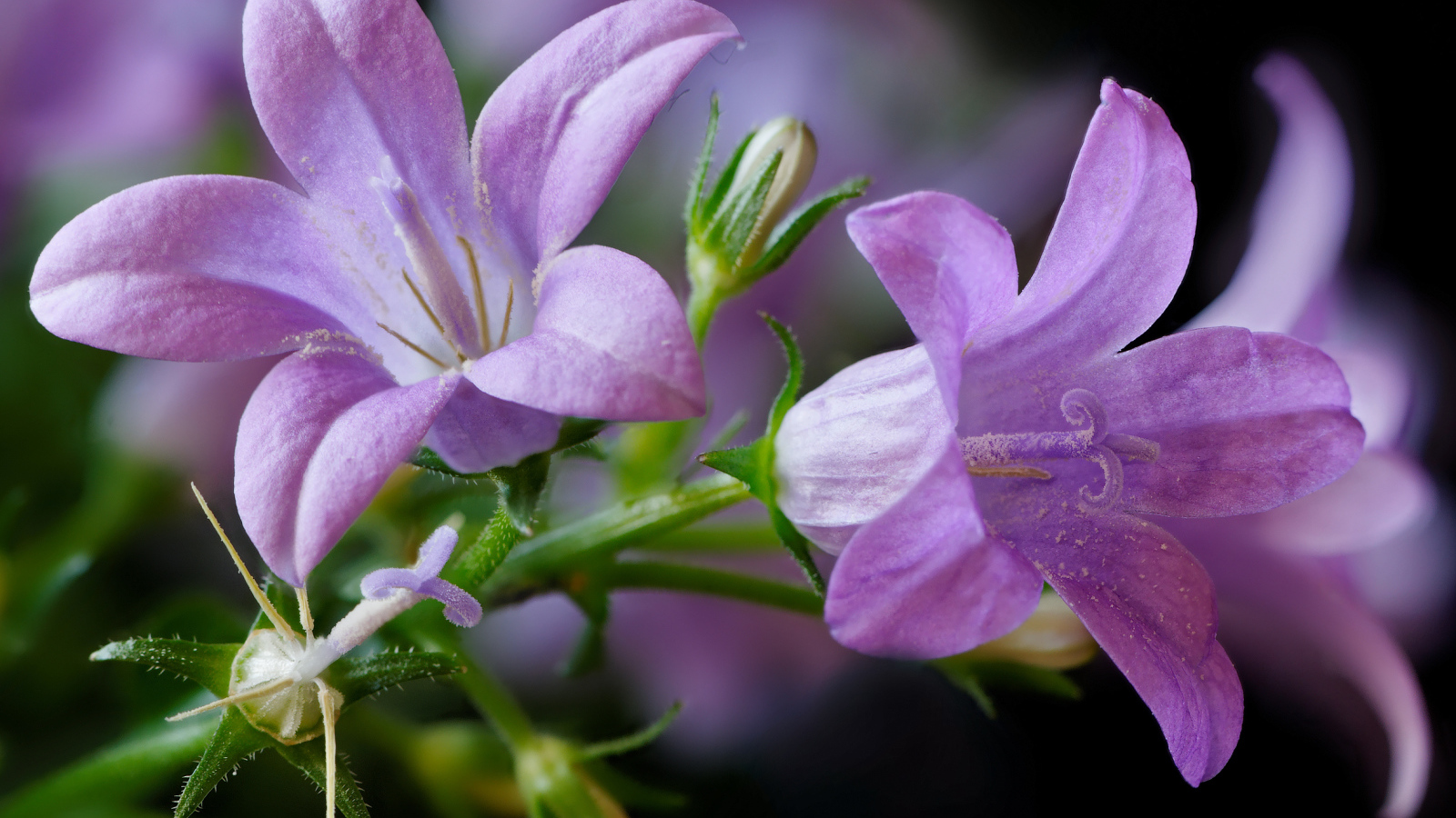 Два сиреневых колокольчика крупным планом