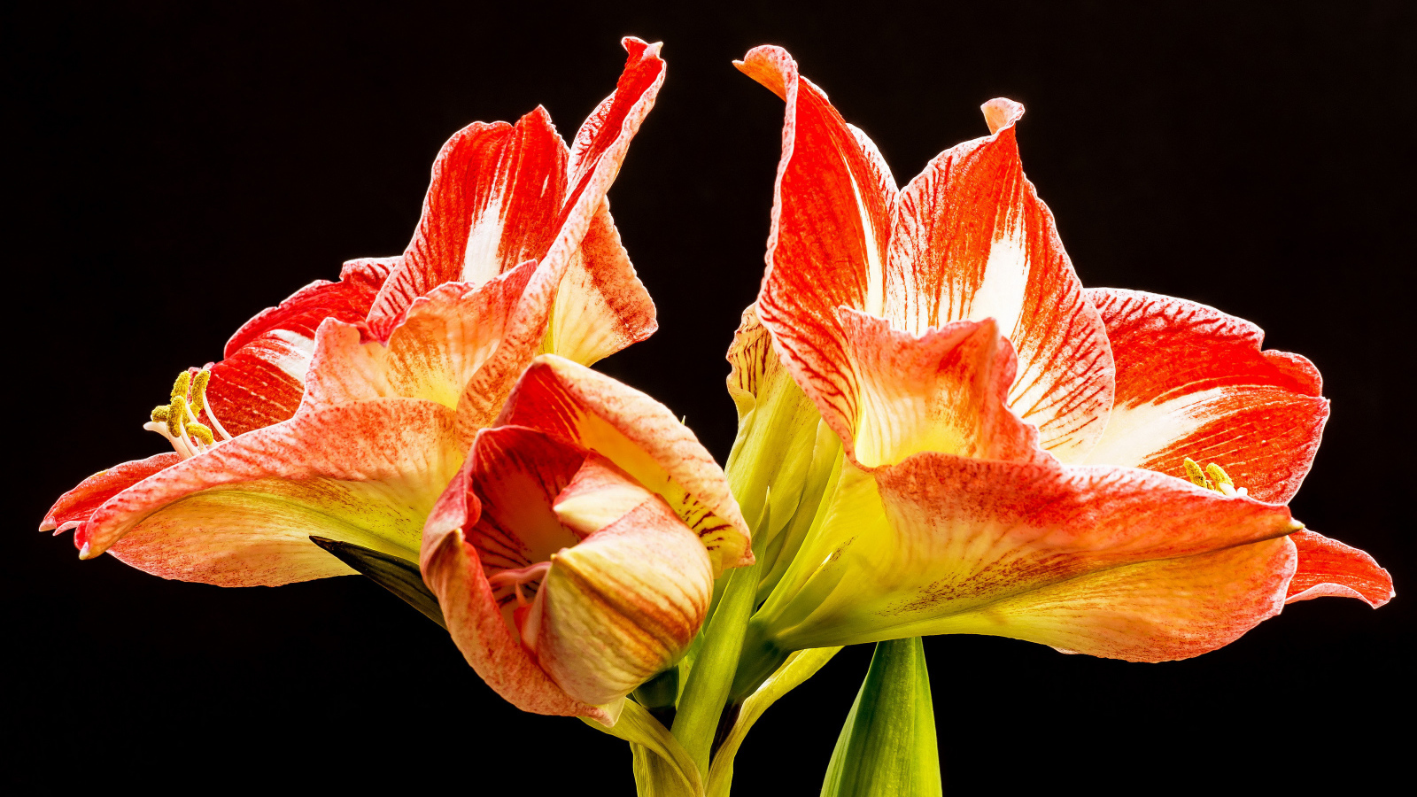 Два красных цветка амариллиса на черном фоне