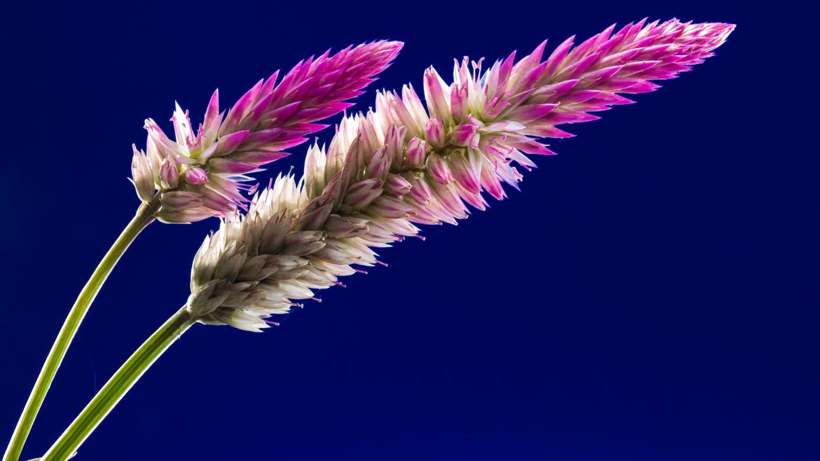 Два колоска на синем фоне