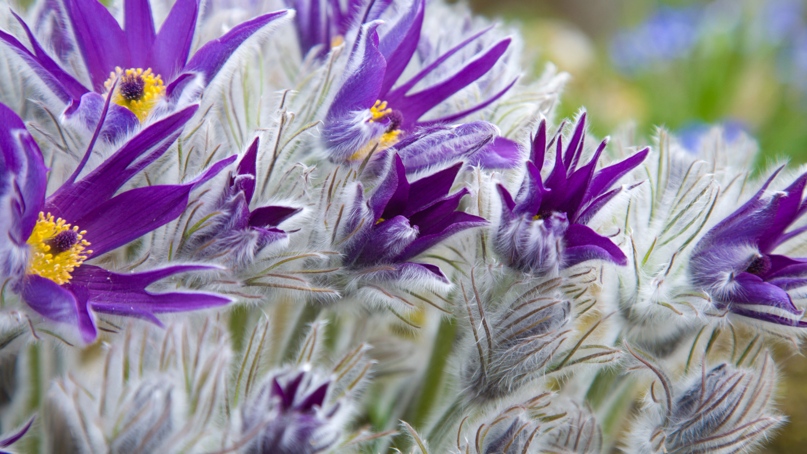 Фиолетовые цветы прострел с бутонами крупным планом