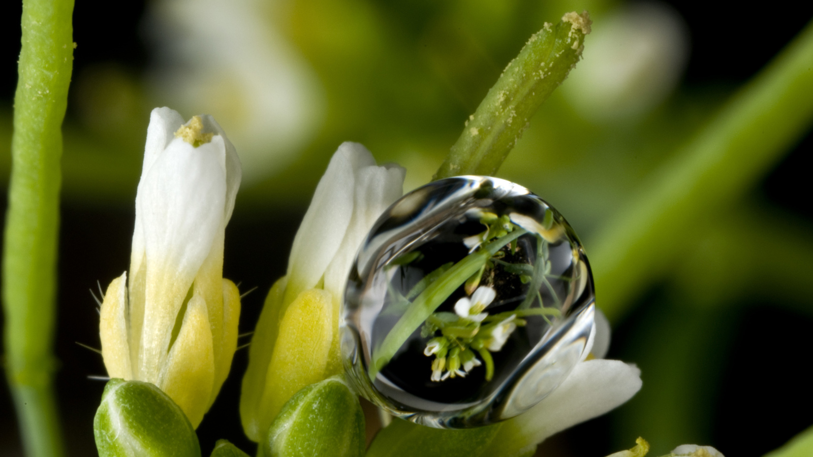 Капля воды на белом цветке крупным планом