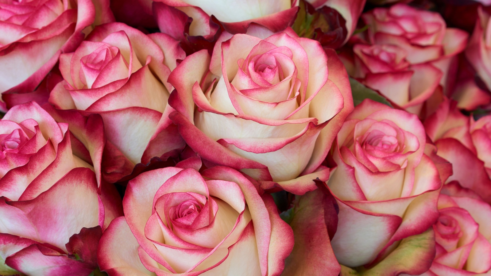 Бело - розовые большие розы крупным планом