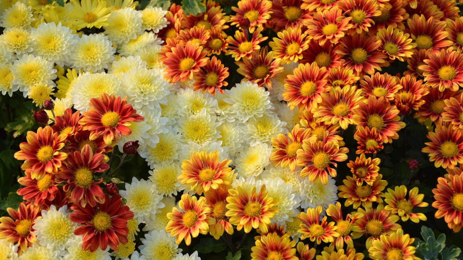 Белые и оранжевые хризантемы на клумбе