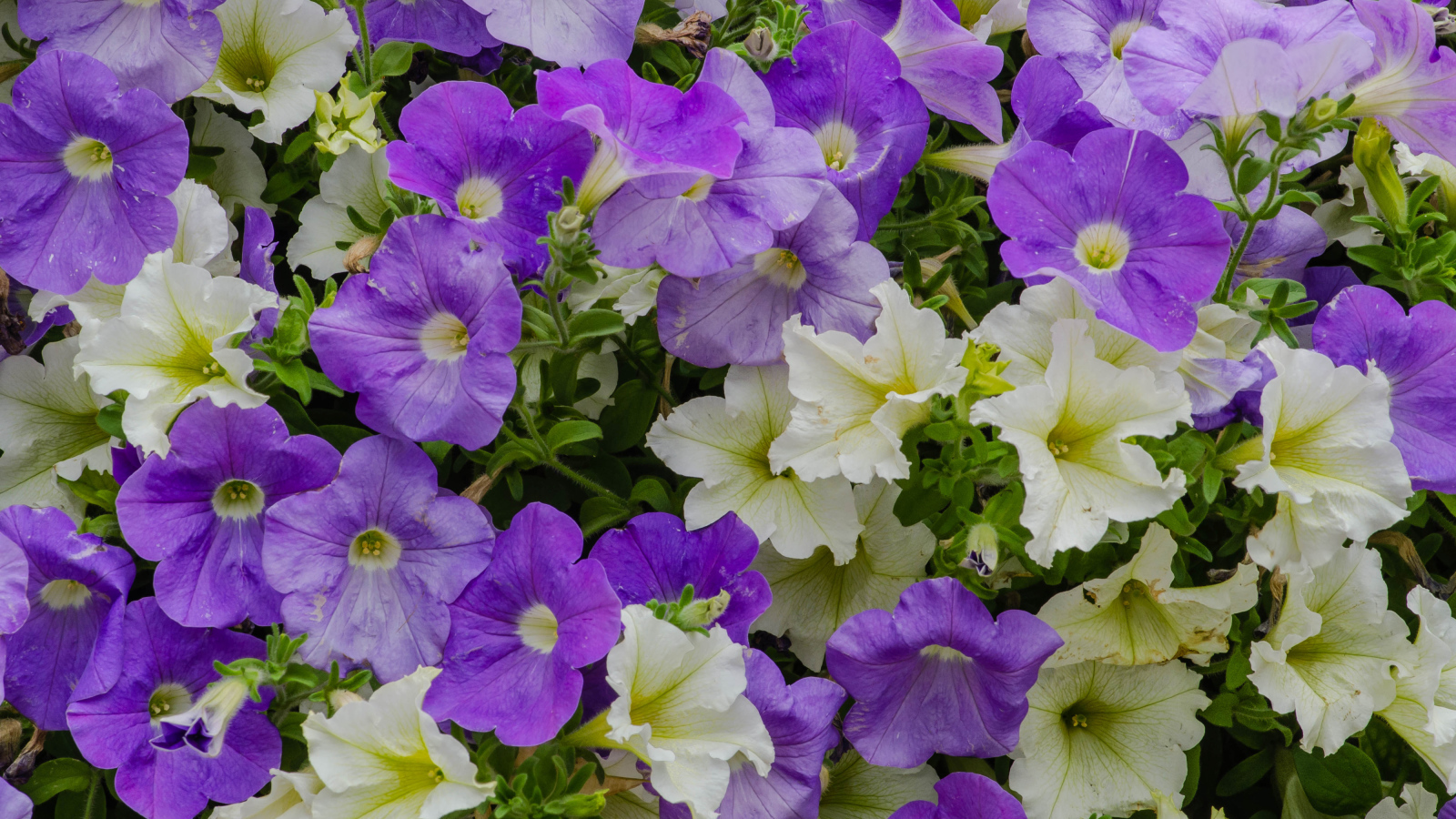 Белые и фиолетовые цветы петунии крупным планом