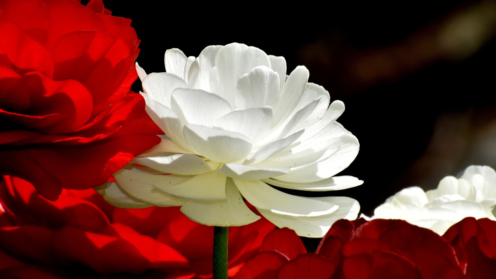 Белые и красные цветы лютика