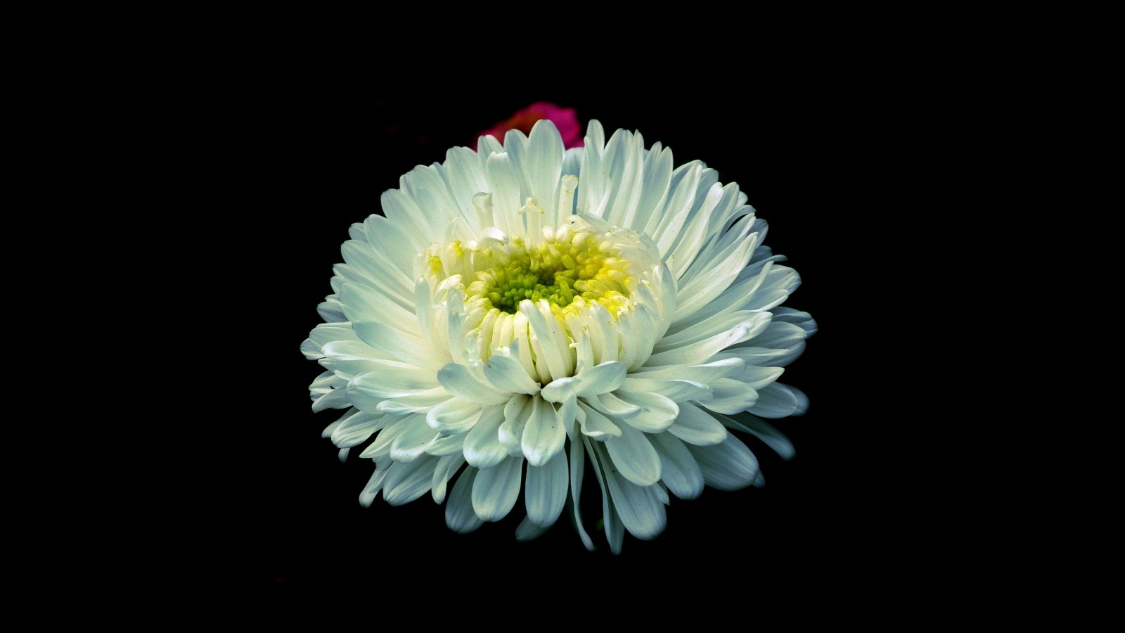 Белый цветок астры на черном фоне