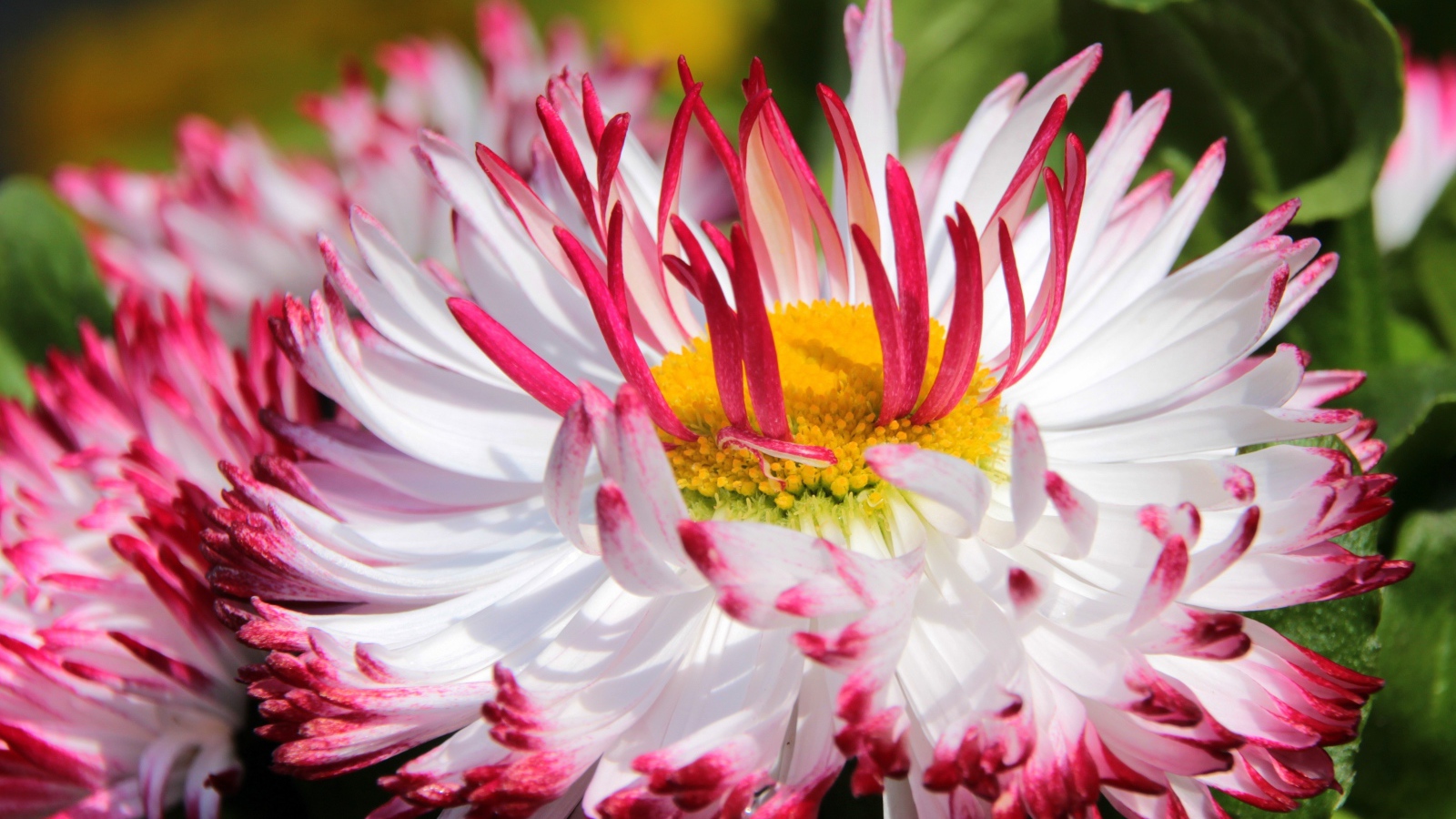 Белые цветы маргаритки с красными лепестками и желтой серединкой