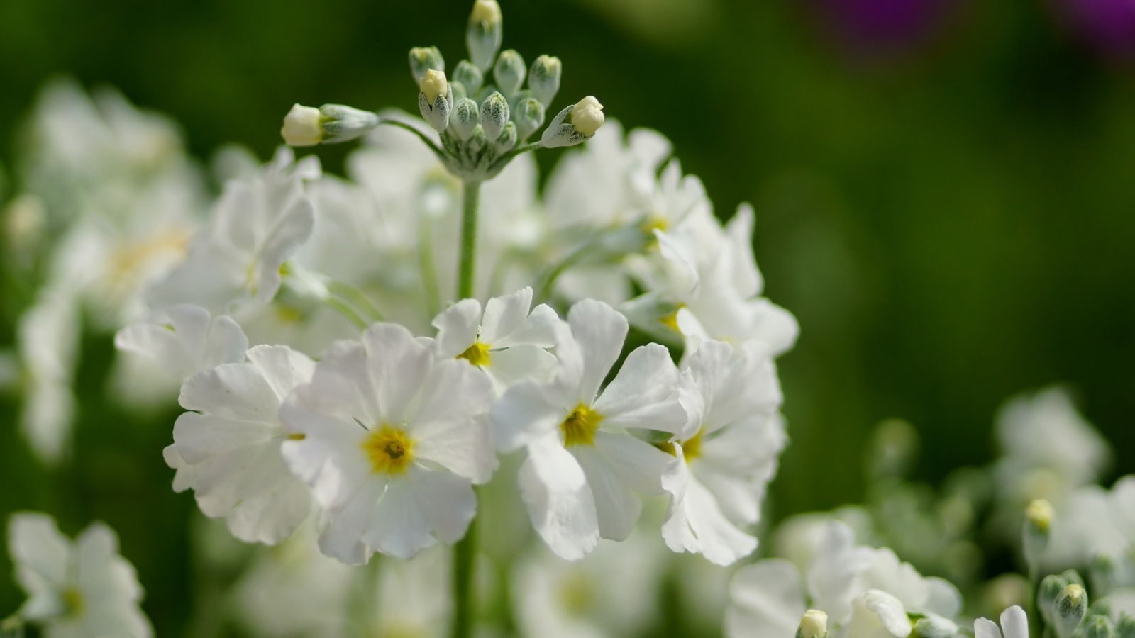 Белые нежные цветы примула крупным планом