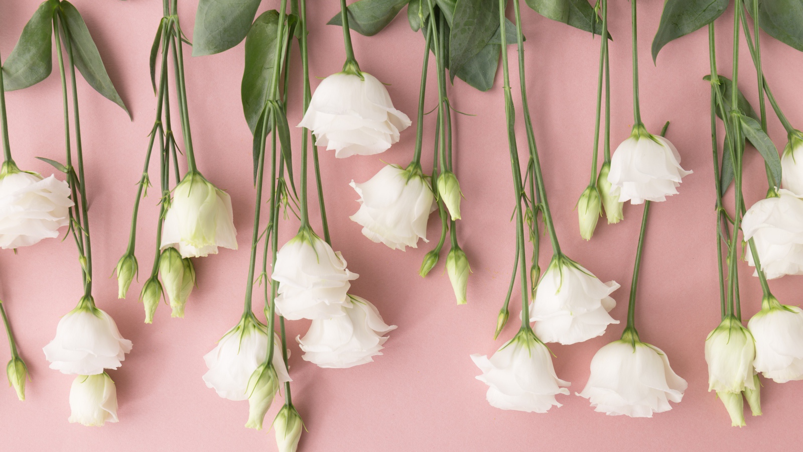 Белые цветы эустома на розовом фоне