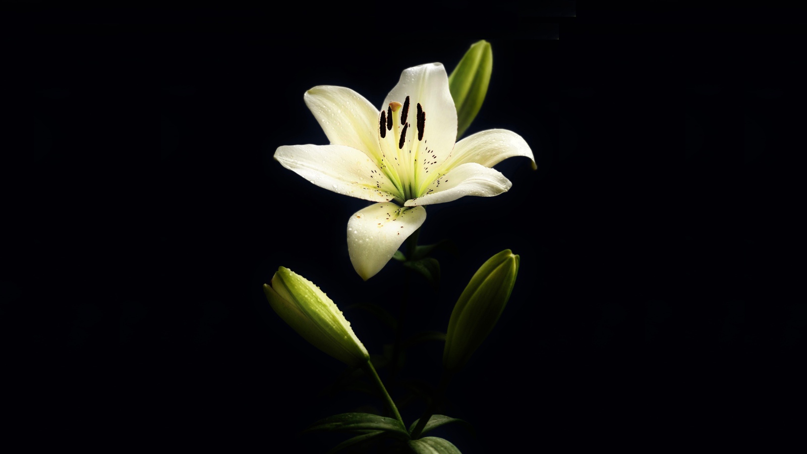 Белая лилия с бутонами на черном фоне