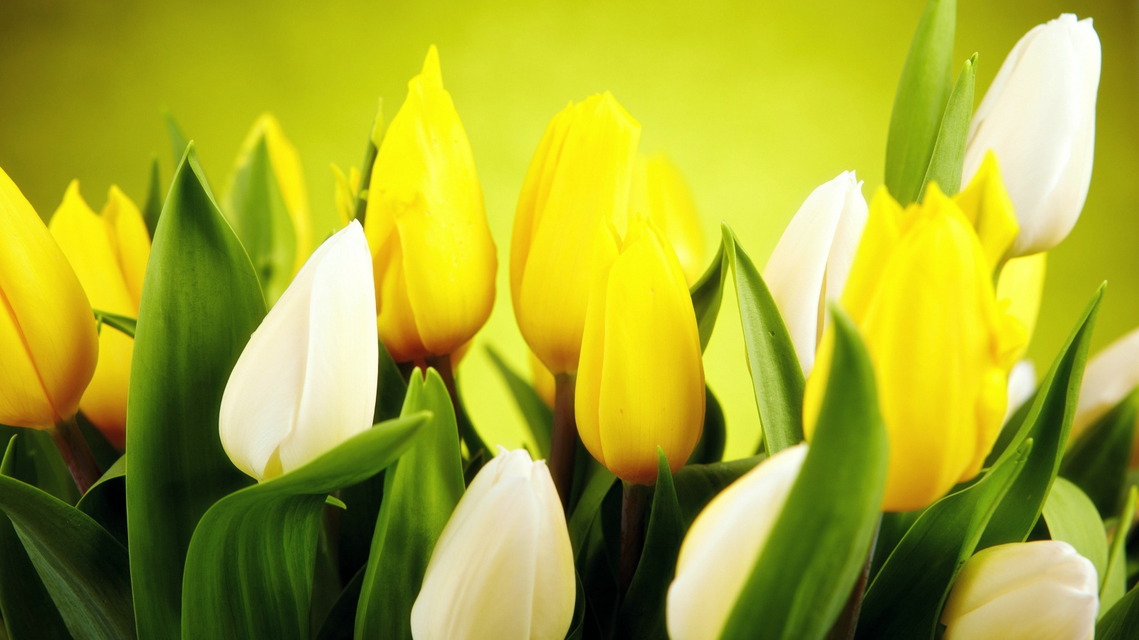 Желтые и белые тюльпаны крупным планом