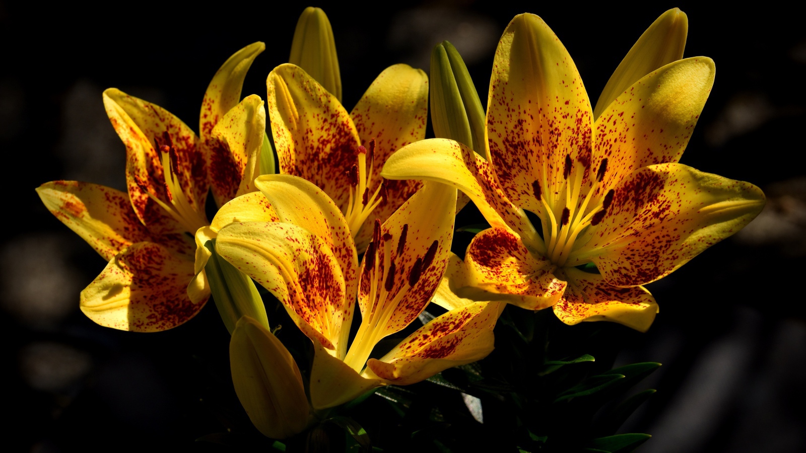 Желтые красивые тигровые лилии на клумбе крупным планом