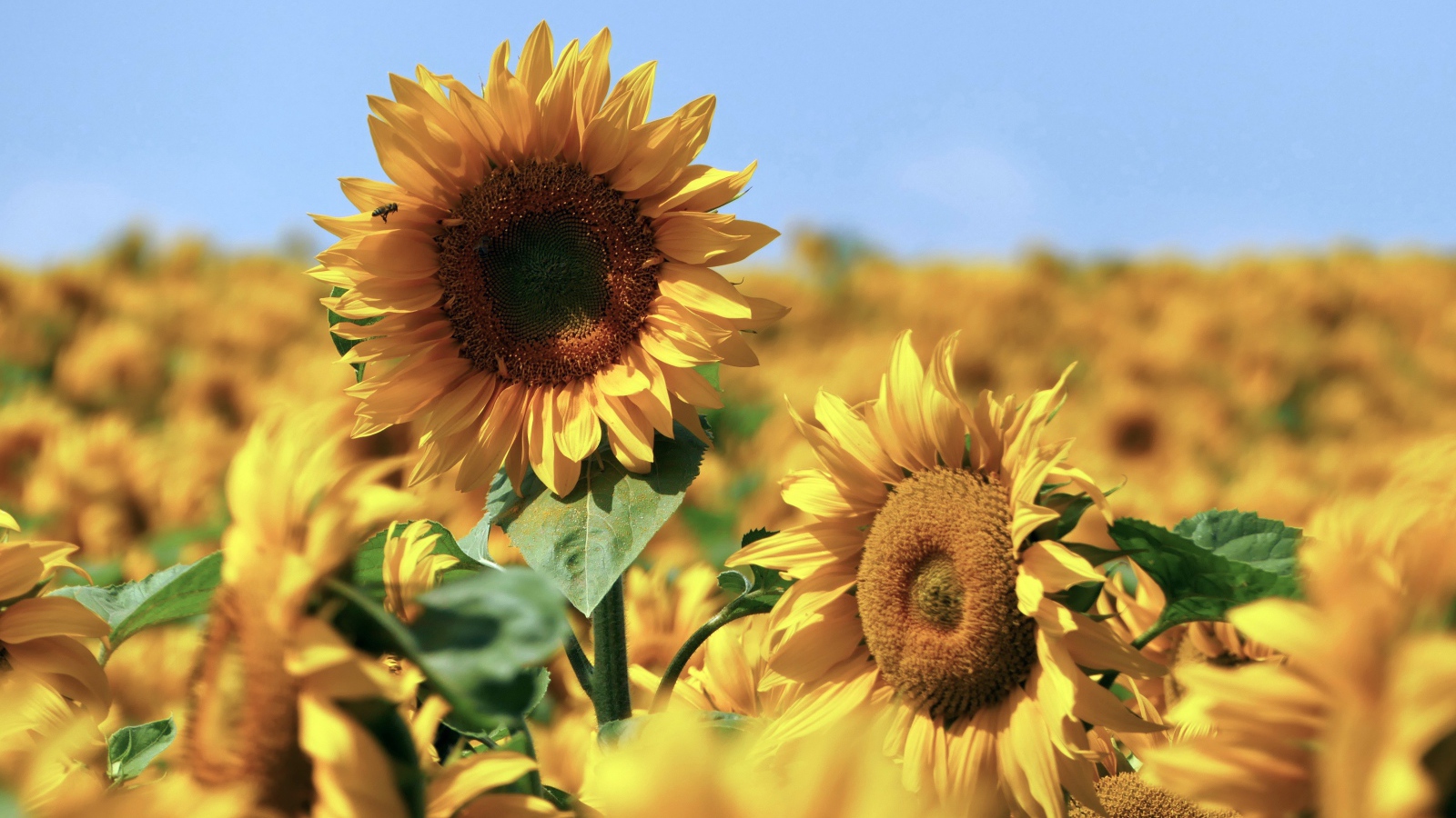 Желтые подсолнухи в поле под голубым небом