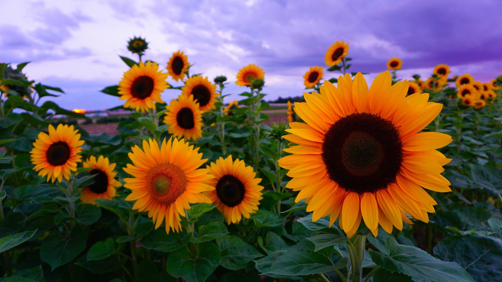 Желтые подсолнухи под красивым небом