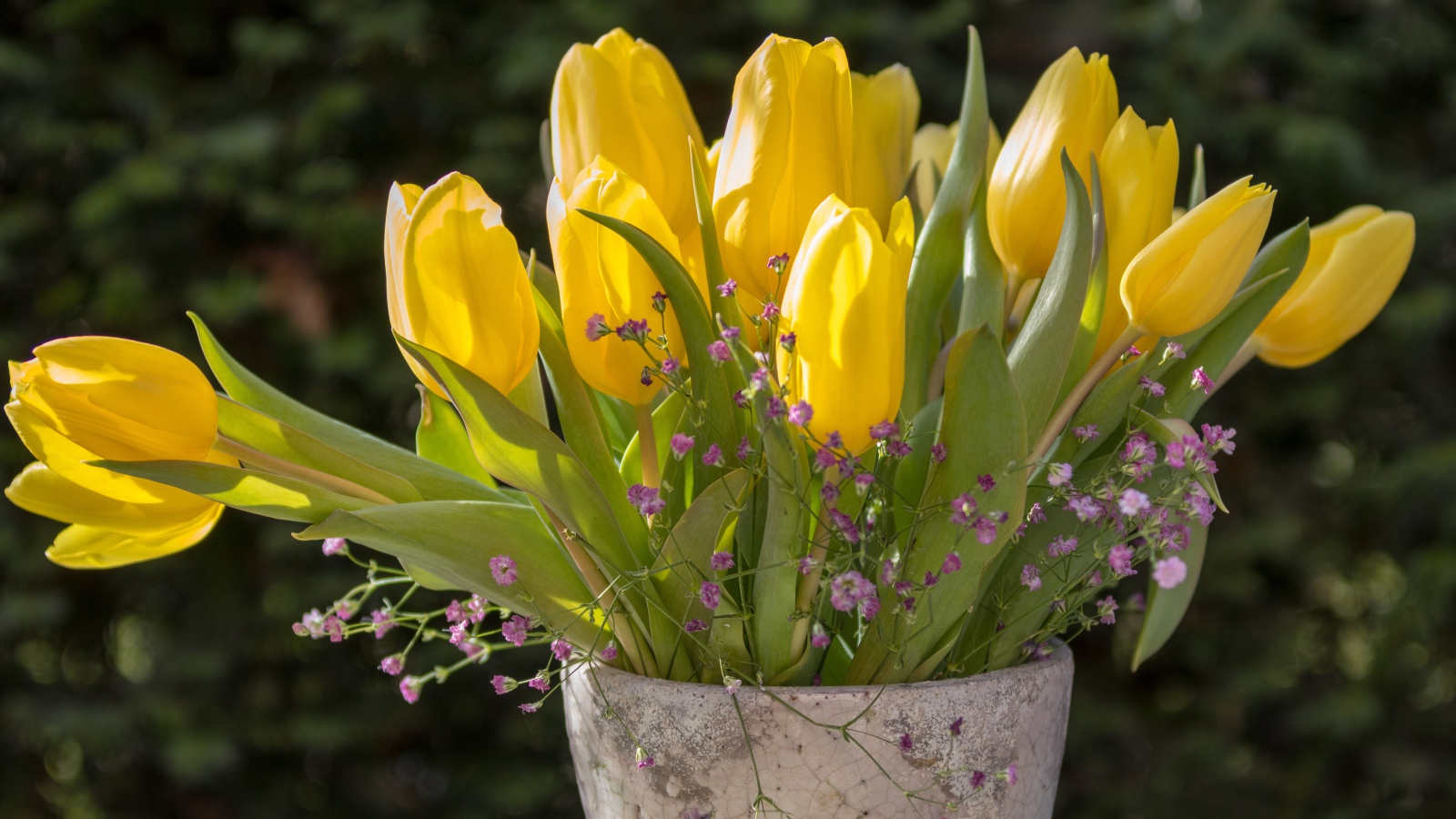 Желтые тюльпаны с цветами гипсофилы в вазе