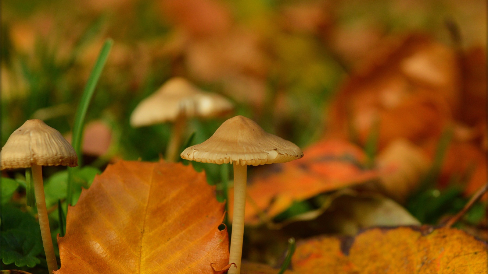 Маленькие грибы поганки под желтыми опавшими листьями