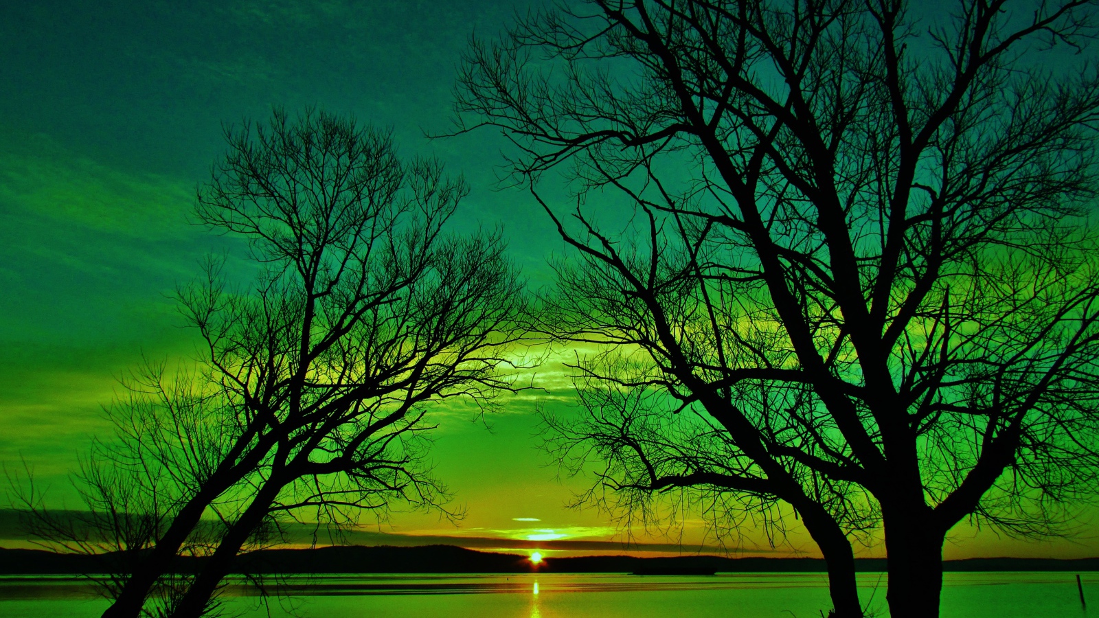 Силуэты деревьев на закате солнца