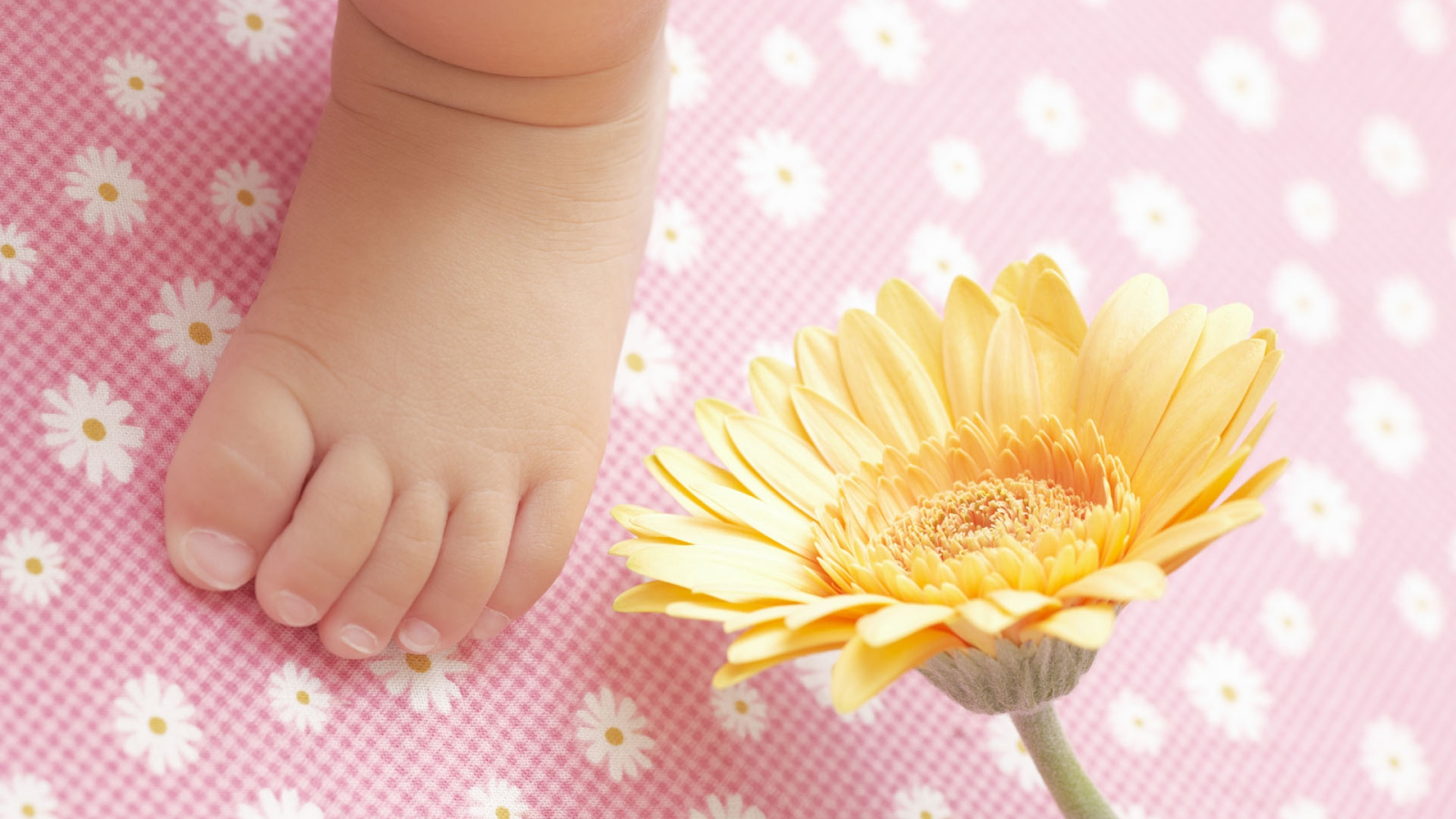 Маленькая ножка новорожденного с цветком герберы