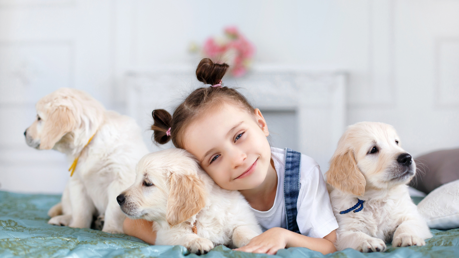 Маленькая девочка со щенками золотистого ретривера