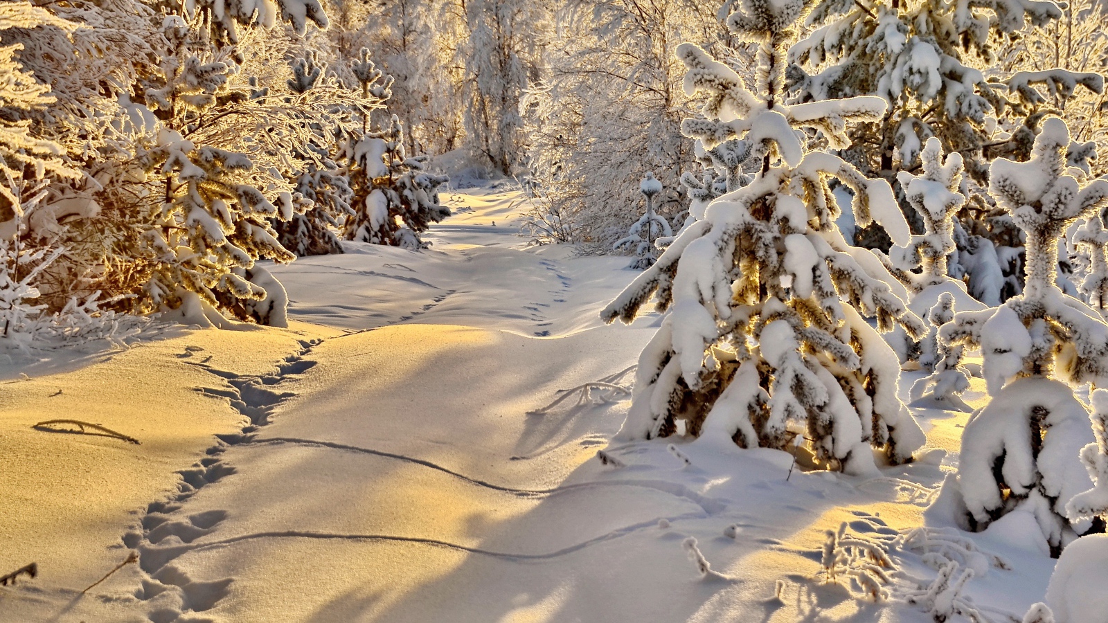 Следы животных на снегу в заснеженном солнечном зимнем лесу 