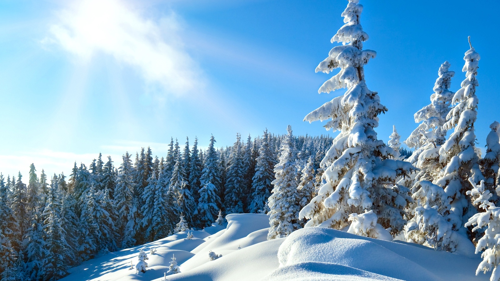 Красивые покрыты снегом деревья под ярким солнцем в голубом небе зимой