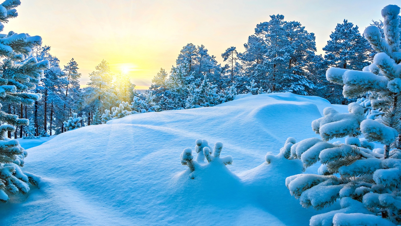 Снежные сугробы в лесу под ярким зимним солнцем