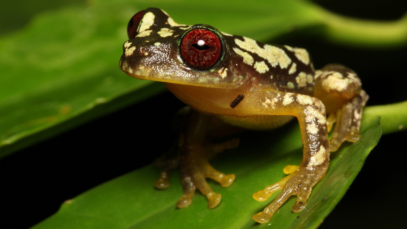 Большая лягушка с красными глазами на зеленом листе