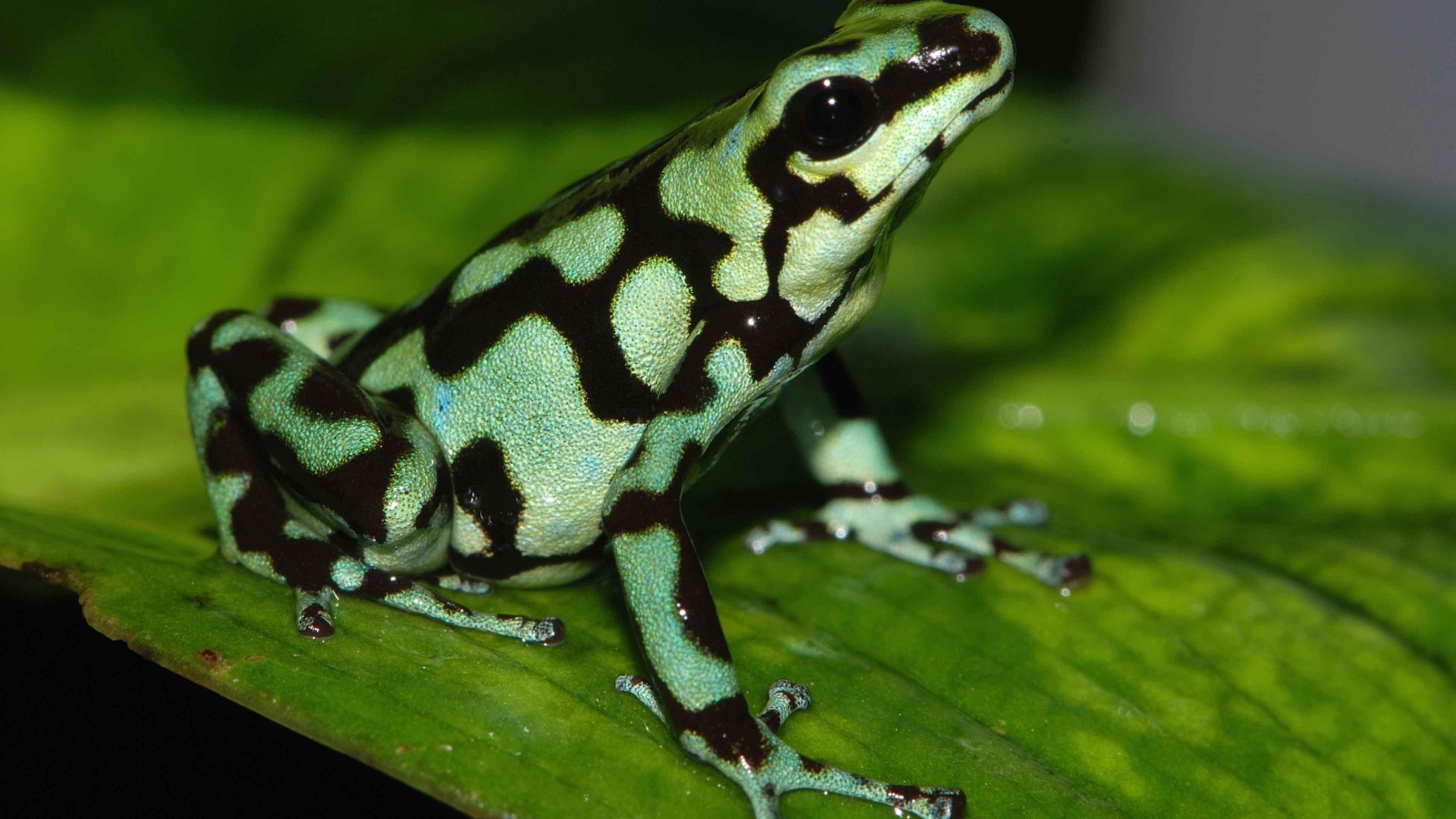 Черно зеленая ядовитая лягушка сидит на зеленом листе