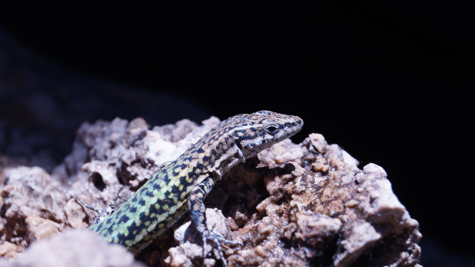 Маленькая ящерица сидит на камне 