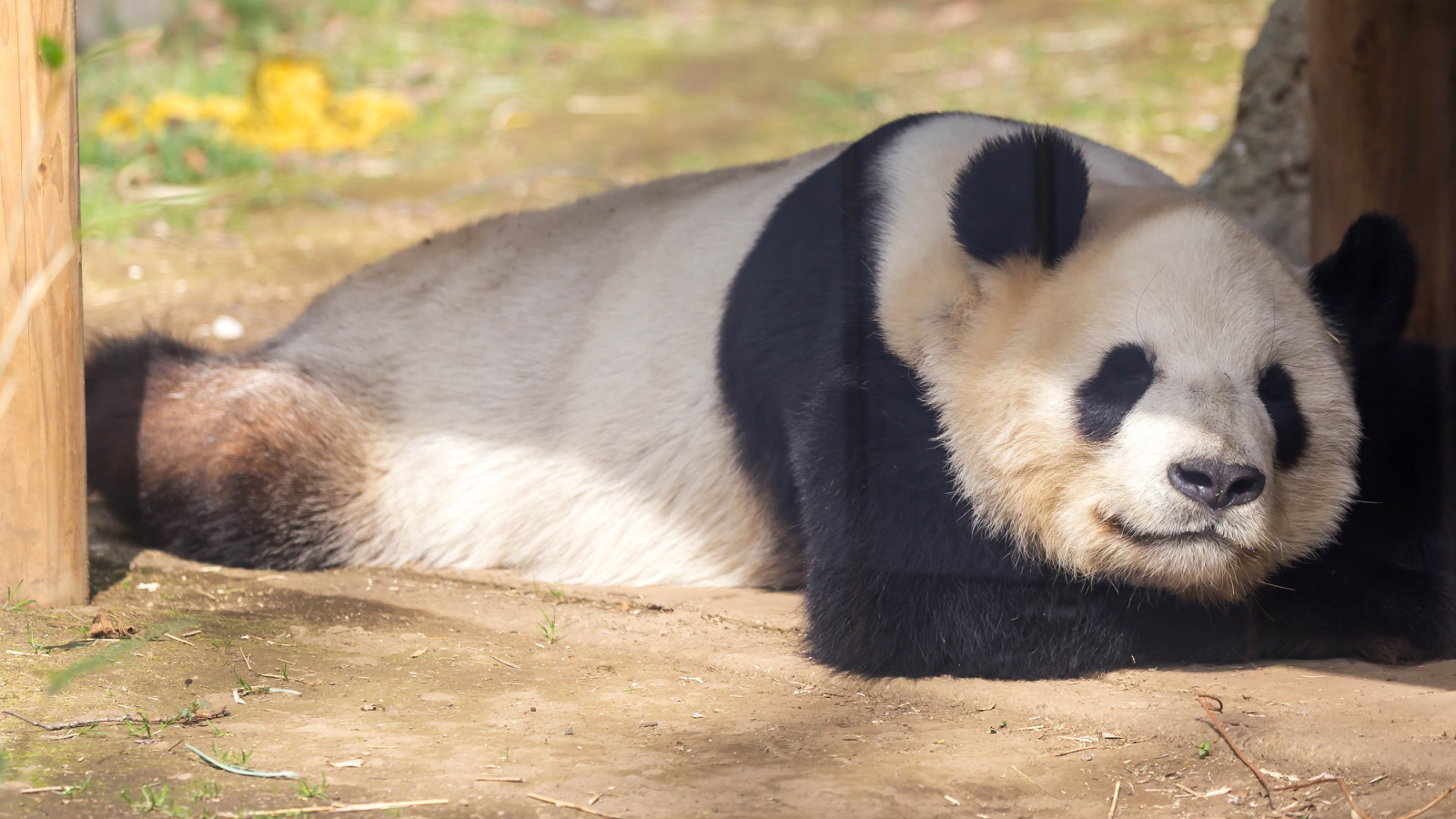 Большая панда спит в зоопарке 