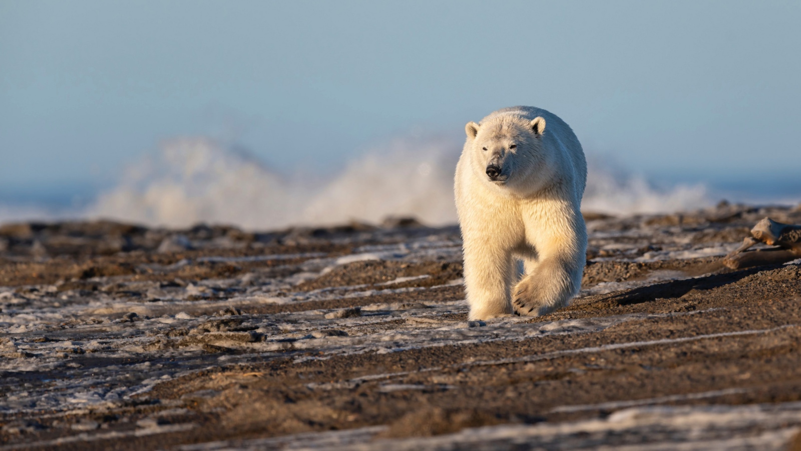 Большой белый медведь идет по песку