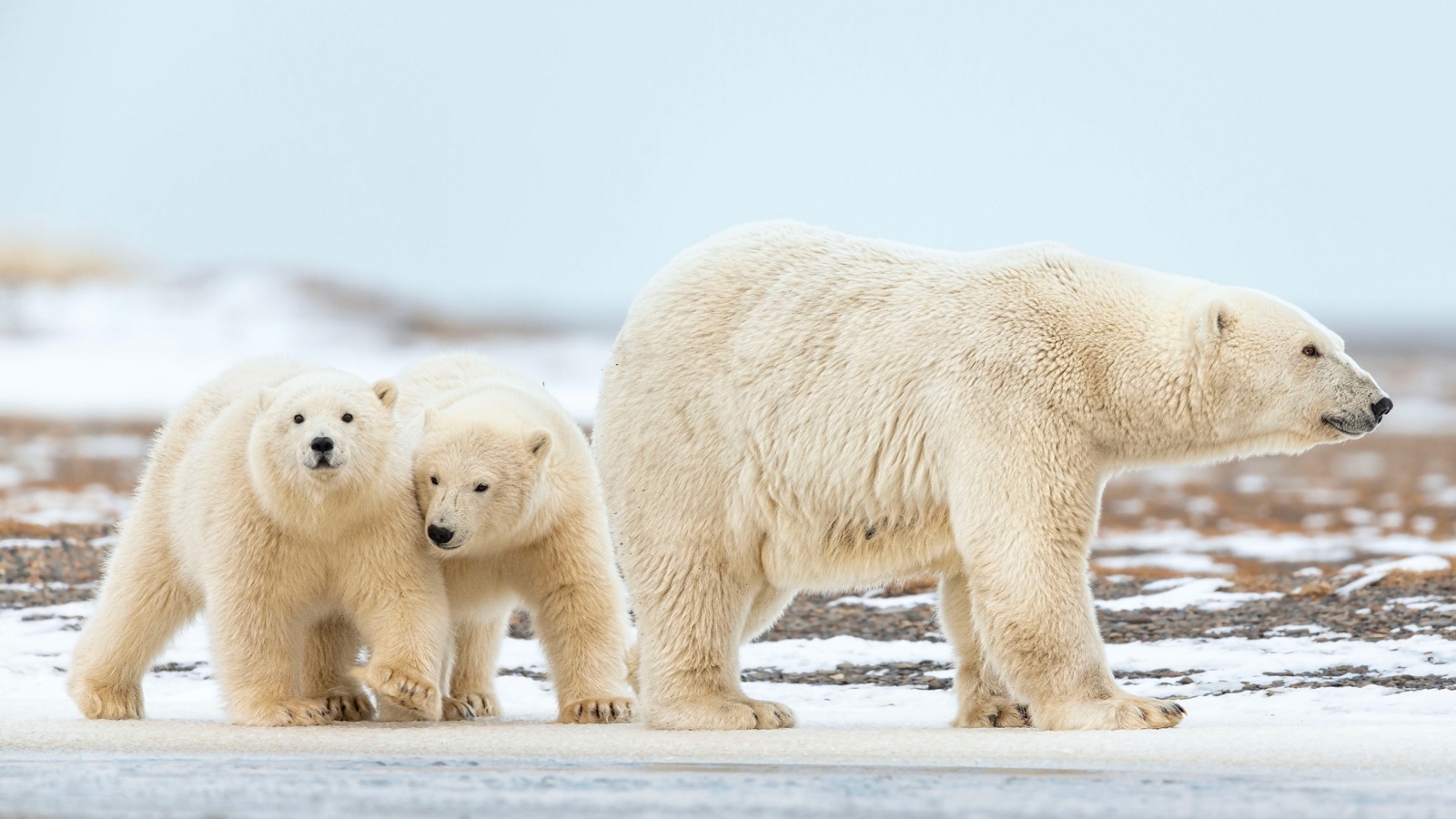 Большая белая медведица идет по снегу с маленькими медвежатами