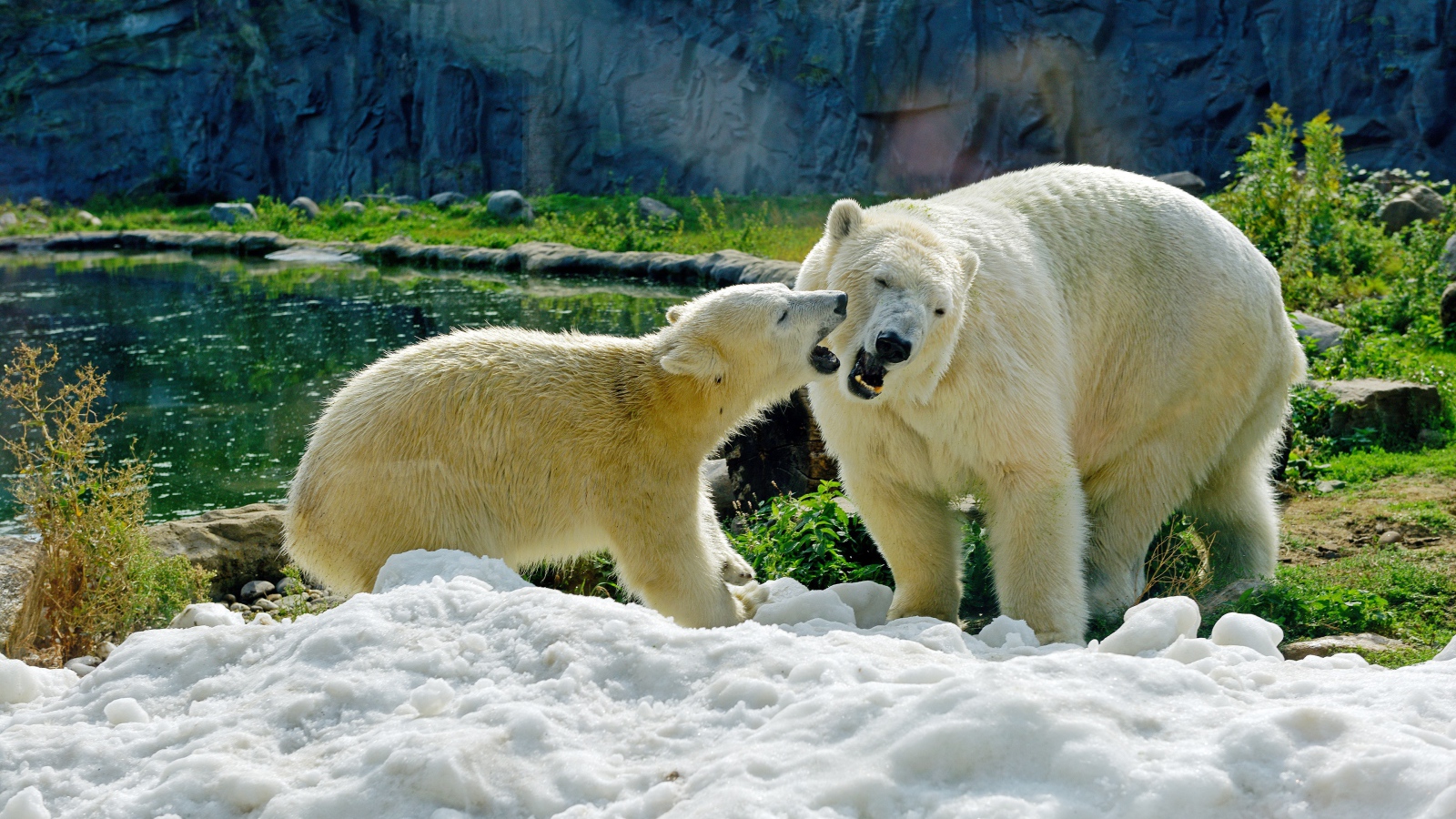 Большая белая медведица с медвежонком на снегу в зоопарке