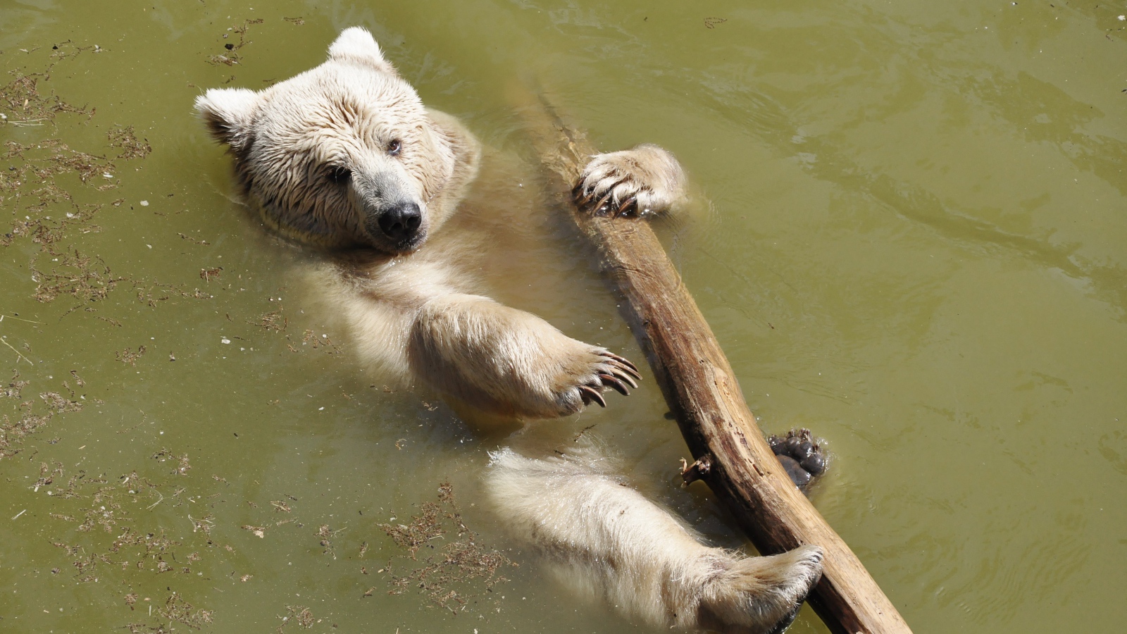 Бурый медведь плавает по реке с бревном